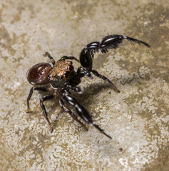 Harmochirus brachiatus
