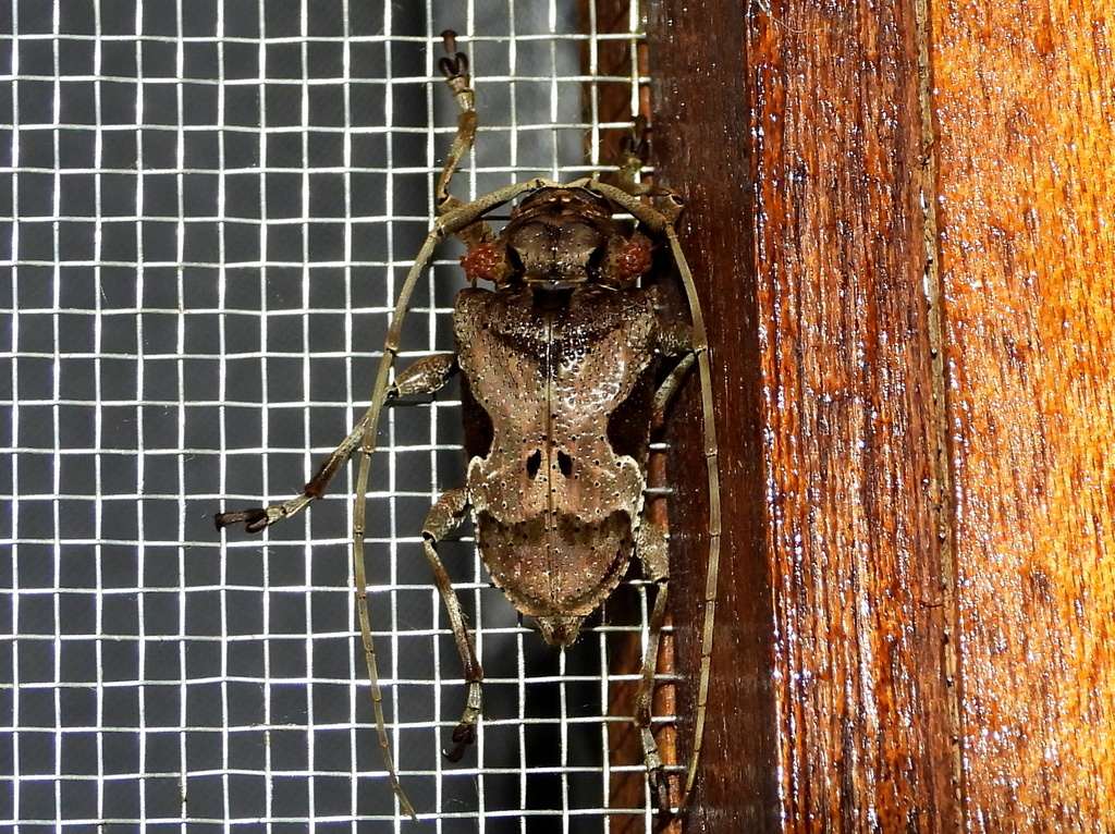 Beetle