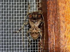 Lagocheirus araneiformis parvulus