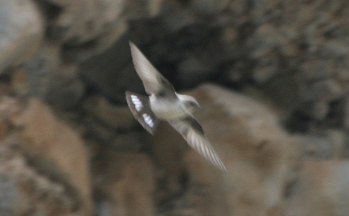 Ptyonoprogne rupestris