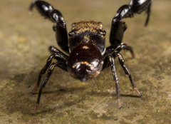 Harmochirus brachiatus