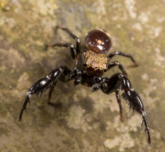 Harmochirus brachiatus