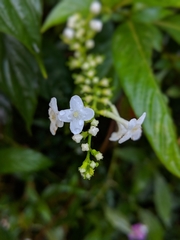 Gonzalagunia hirsuta