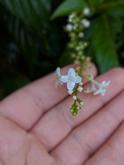 Gonzalagunia hirsuta