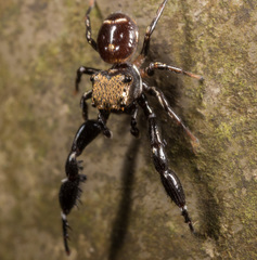 Harmochirus brachiatus