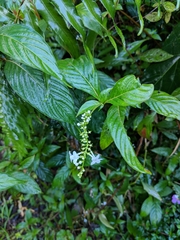 Gonzalagunia hirsuta