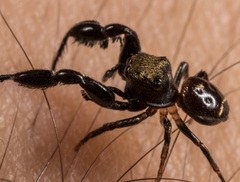 Harmochirus brachiatus
