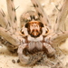 Arandisa Huntsman Spiders - Photo (c) Cecile Roux, some rights reserved (CC BY-NC), uploaded by Cecile Roux