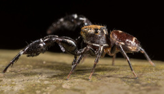 Harmochirus brachiatus