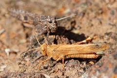 Oedipoda canariensis