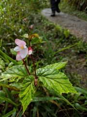 Begonia decandra