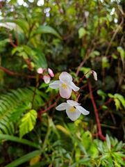 Begonia decandra