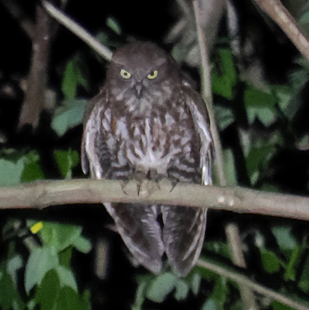 Alor Boobook (Ninox plesseni), photo 3