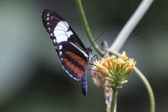 Heliconius cydno