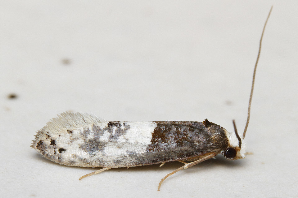 Trichophaga tapetzella
