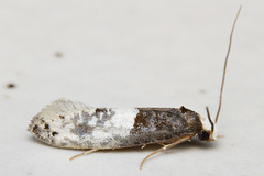Trichophaga tapetzella