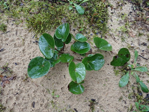 Image of Mountain Heartleaf (Asarum contractum) by (c) Evan M. Raskin, some rights reserved (CC BY)