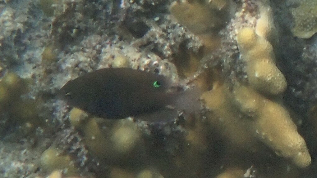 Obscure Damsel