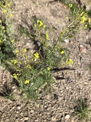 Malacothrix glabrata