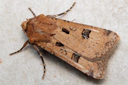 Crescent Dart