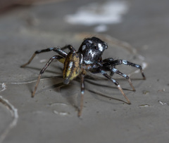 Phintella bifurcilinea