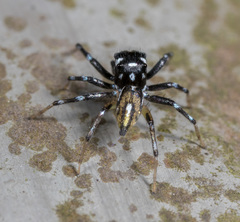 Phintella bifurcilinea