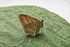 Costaconvexa polygrammata