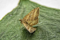 Costaconvexa polygrammata