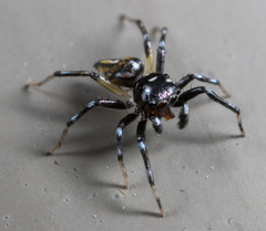 Phintella bifurcilinea