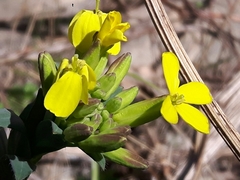 Alyssoides utriculata