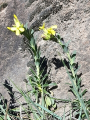 Alyssoides utriculata