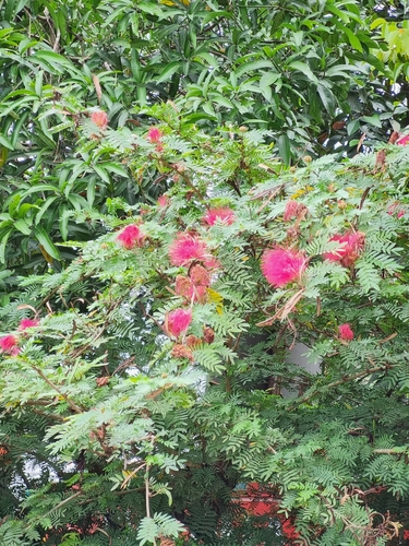 Image of Calliandra haematocephala by (c) Gannu03, some rights reserved (CC BY-SA)