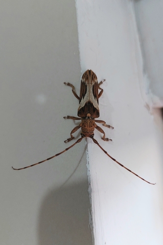 Rhaphiptera annulicornis