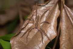 Two spotted Bromeliad spider