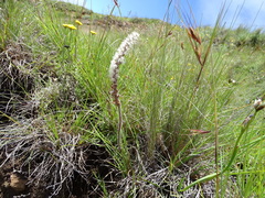 Holothrix scopularia