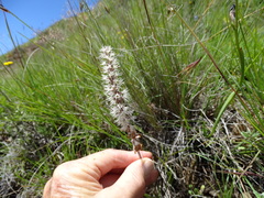 Holothrix scopularia