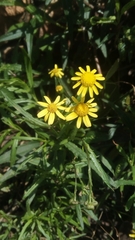 Senecio