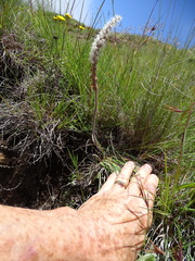 Holothrix scopularia