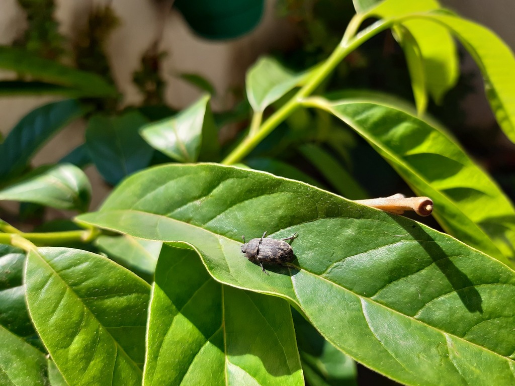 Oonotus adspersus from Dawncrest, Westville, 3629, South Africa on