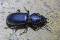 Broscus semistriatus