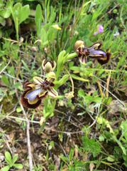 Ophrys speculum