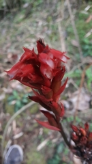 Stenorrhynchos albidomaculatum
