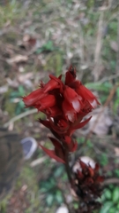 Stenorrhynchos albidomaculatum