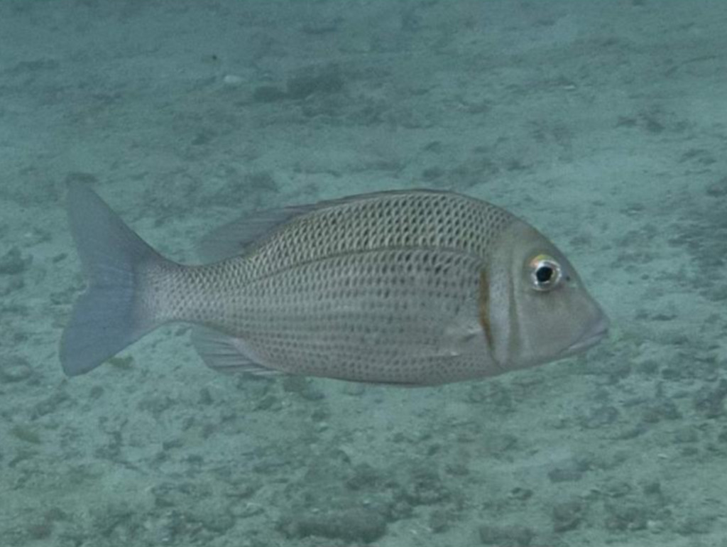 Australian emperor (Lethrinus lentjan) — Lethrinidae