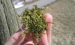 Brachythecium laetum