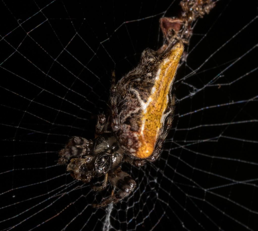 Cyclosa omonaga