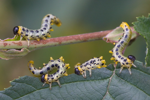Hazel Sawfly, photo 4 of 10