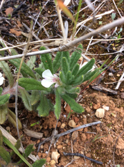 Ajuga iva