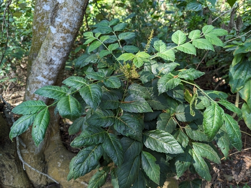 Rhus javanica iNat (1)