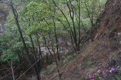 Bletia macristhmochila